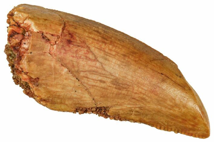 Raptor Tooth - Real Dinosaur Tooth #371437